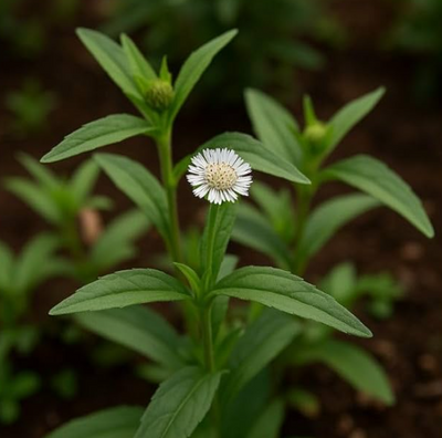 מיצוי אקליפטה הודית
